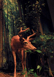 adirondack