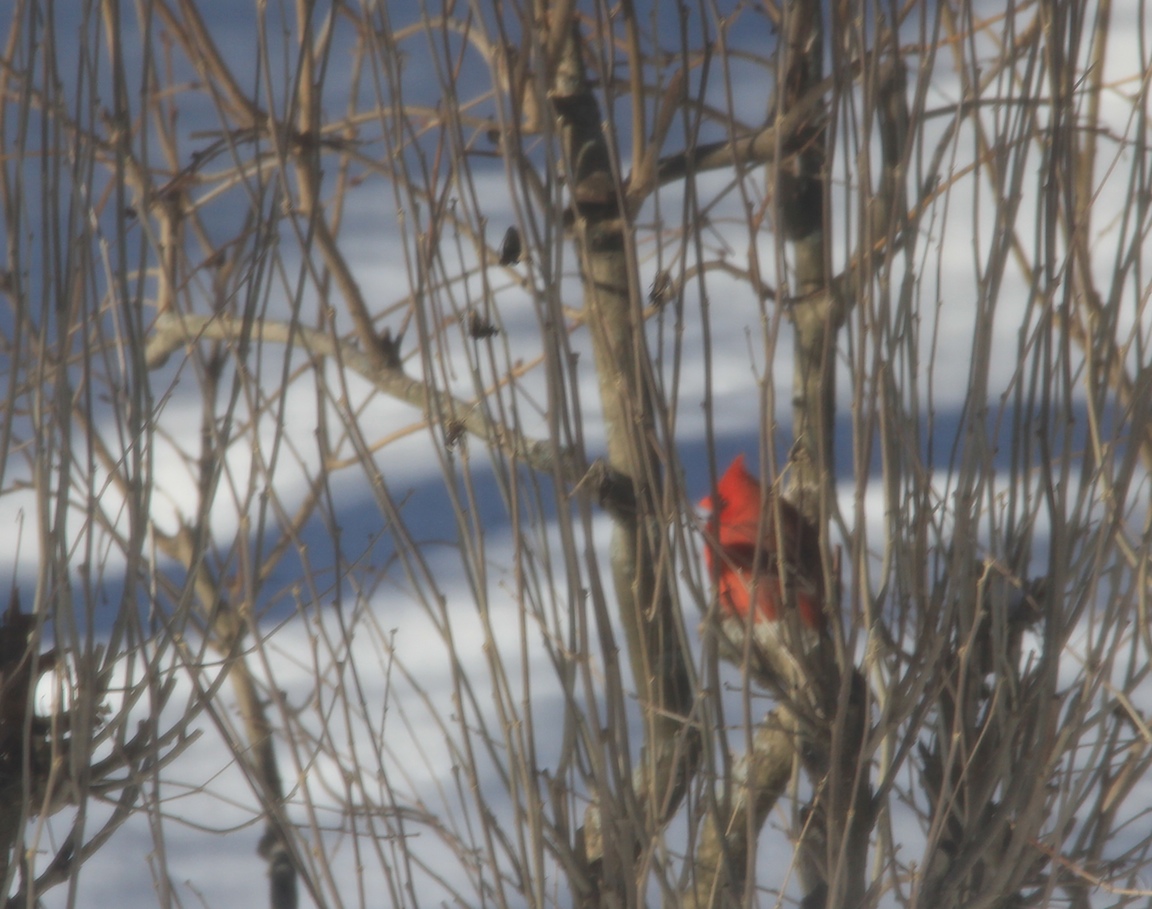 Cardinal 009