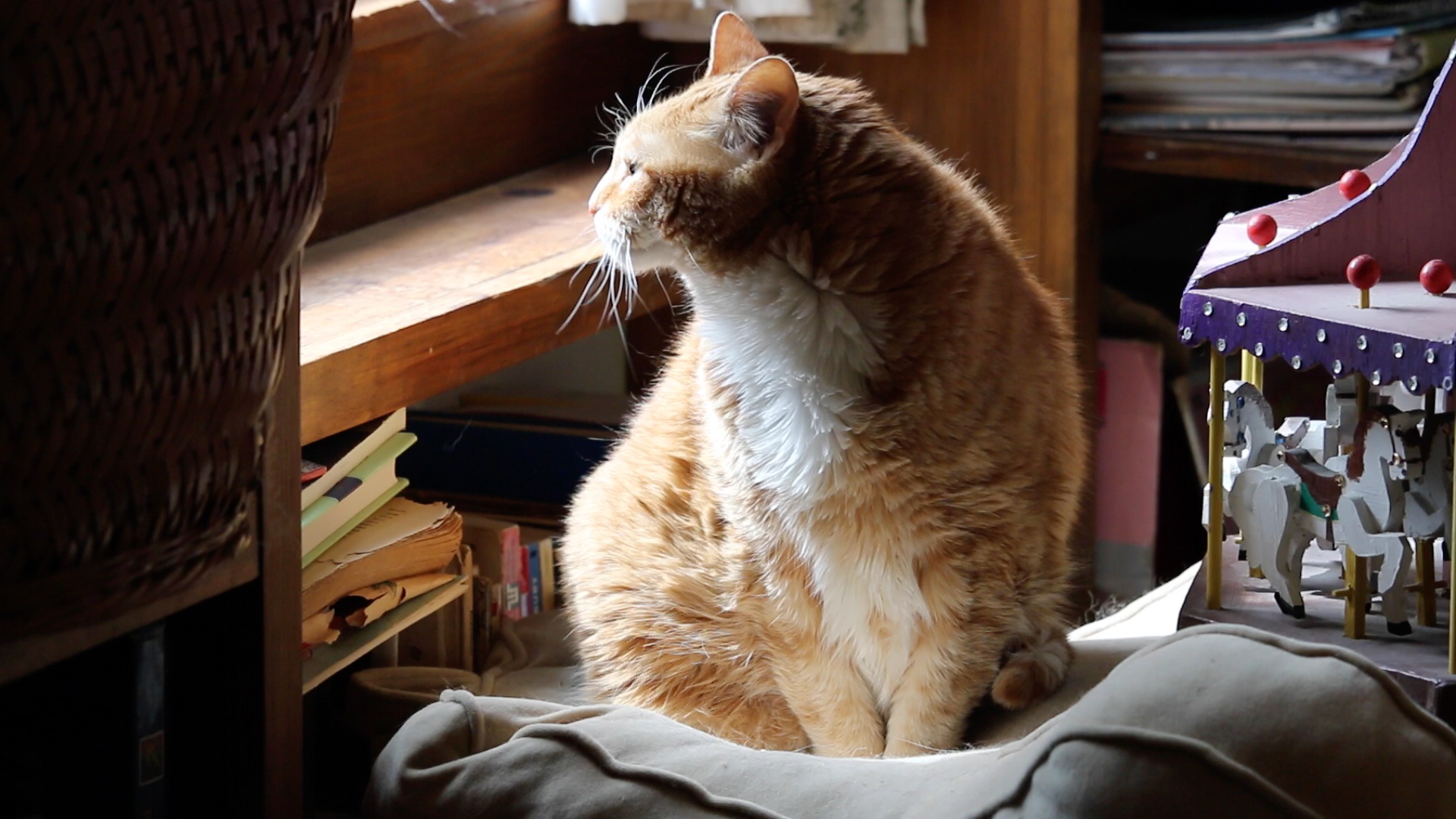Cat