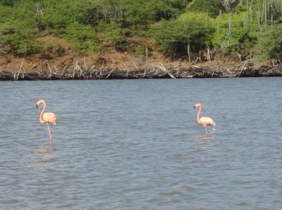 flamingos-in-bonaire