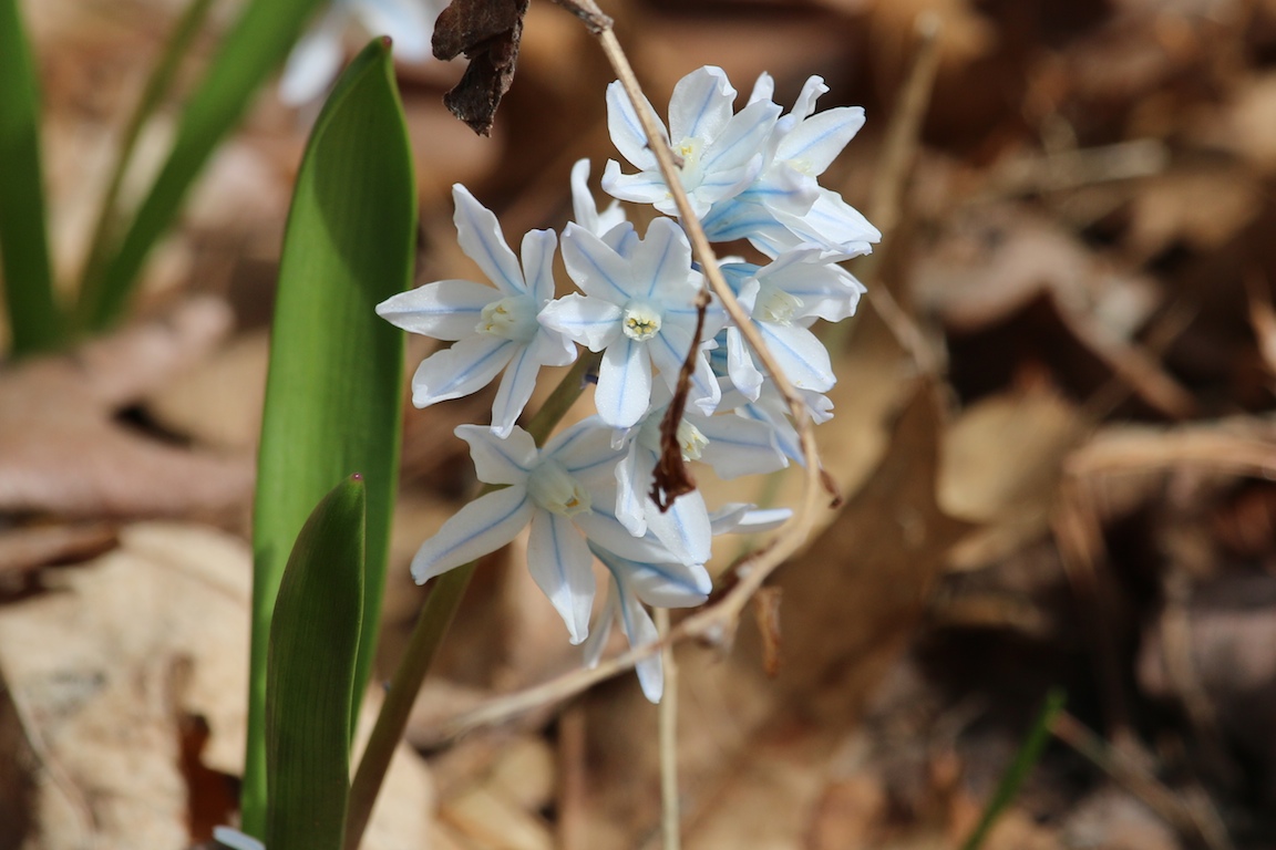 Flower 039