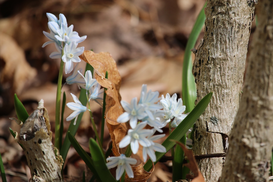 Flower 040
