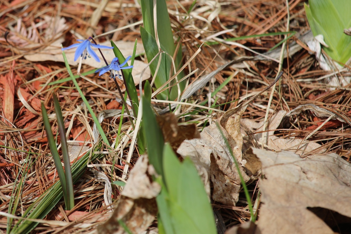 Flower 041