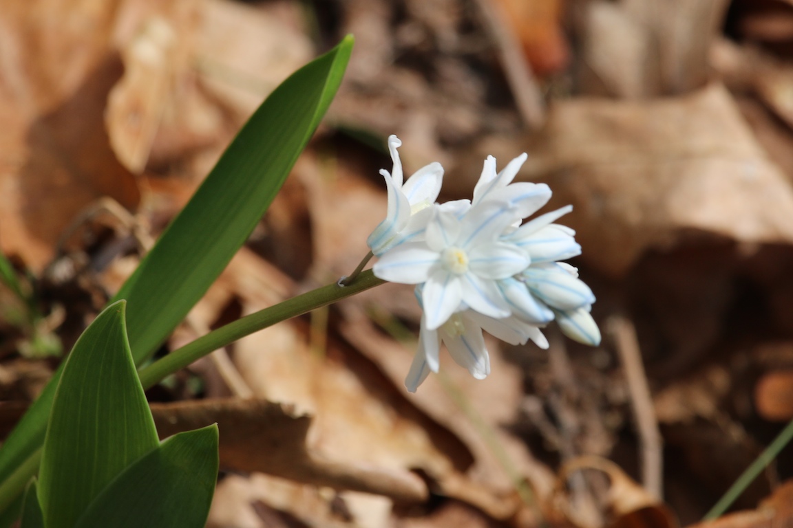 Flower 042