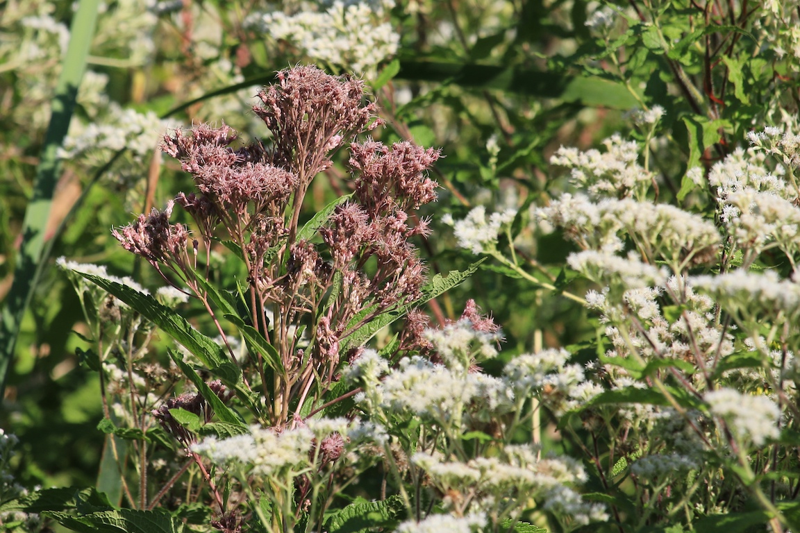 IMG_4675 edge gallery