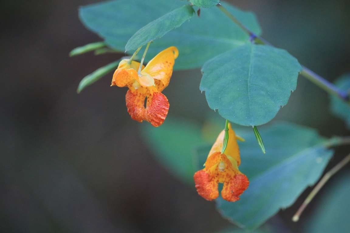 IMG_4708 edge gallery