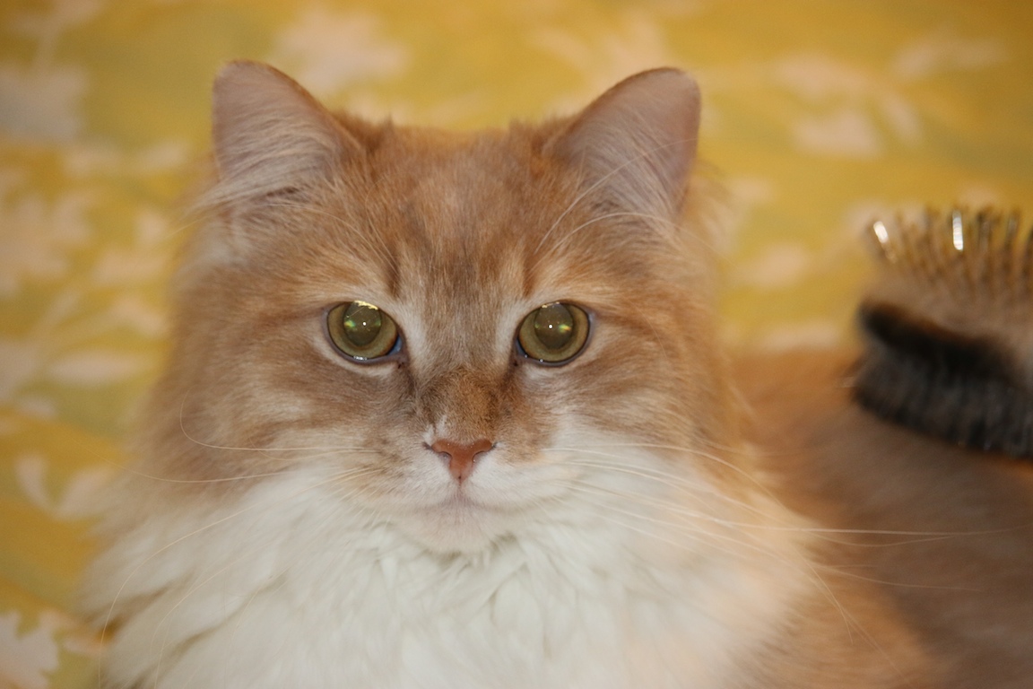 Muffin 036