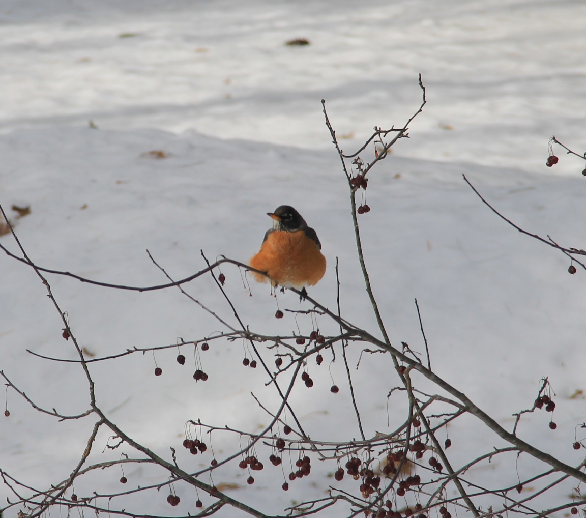 Robin 017