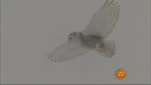 Snowy Owl