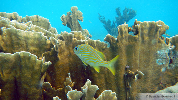 vis_bonaire