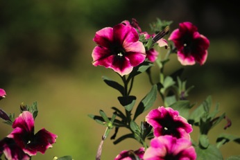 Image11