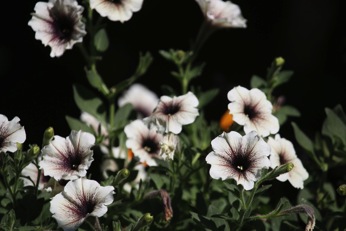 Image12