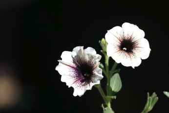 Image13