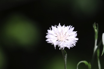 Image15