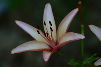 Image2