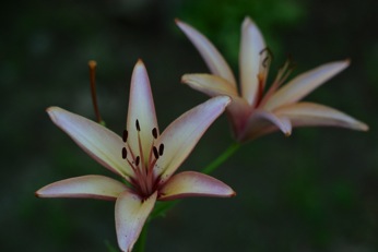 Image3