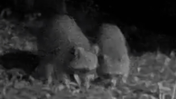 Clip-5-4-25b
