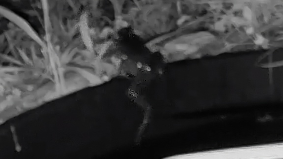 Clip-7-31-26bb