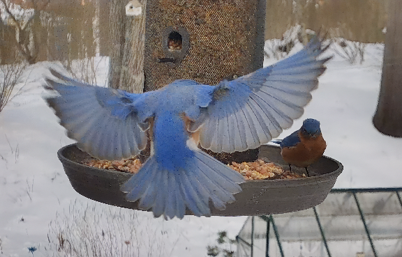 Screen Shot 2026-02-07 at 9.31.33 PM