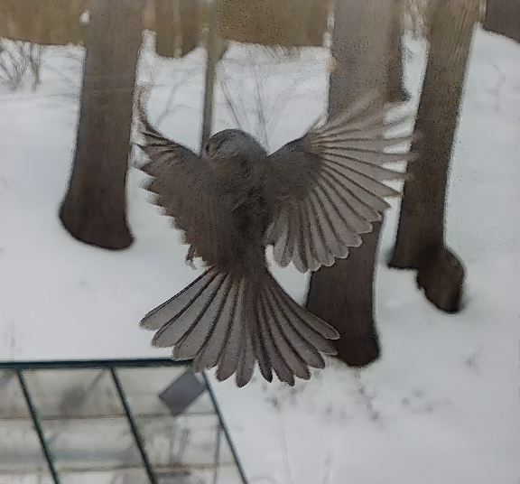 Screen Shot 2026-02-07 at 9.33.55 PM