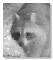 Screen Shot 2021-04-19 at 8.32.26 AM