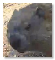 Screen Shot 2021-05-17 at 9.44.14 AM