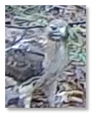 Screen Shot 2021-07-04 at 9.47.18 AM