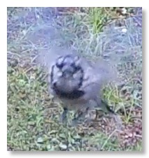 Screen Shot 2021-07-12 at 9.26.38 AM